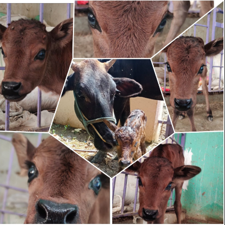 New Baby Calf - Varalakshmi